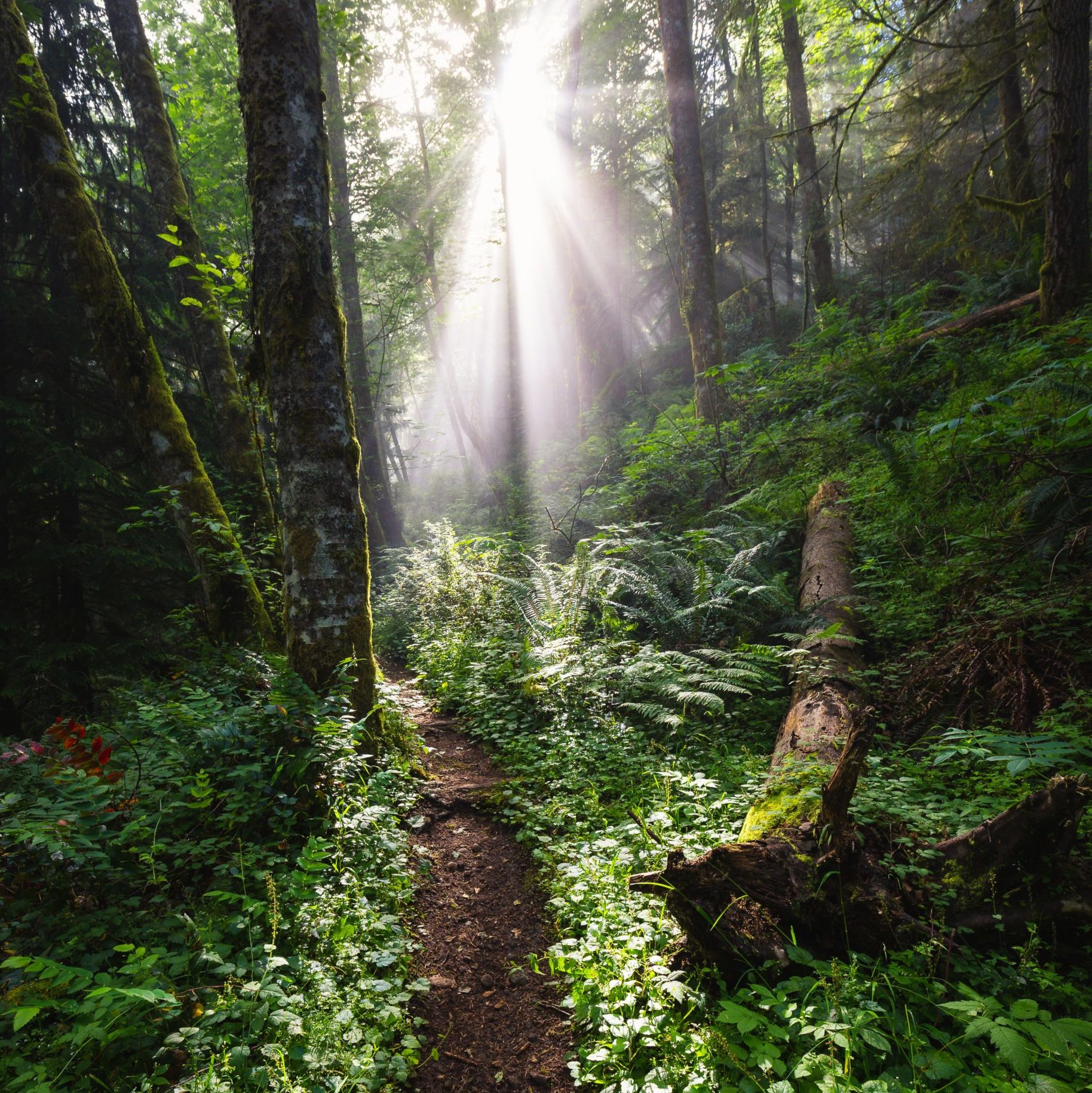 Nature path