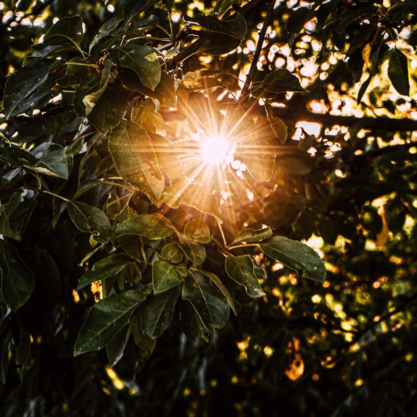 Sunshine through the trees